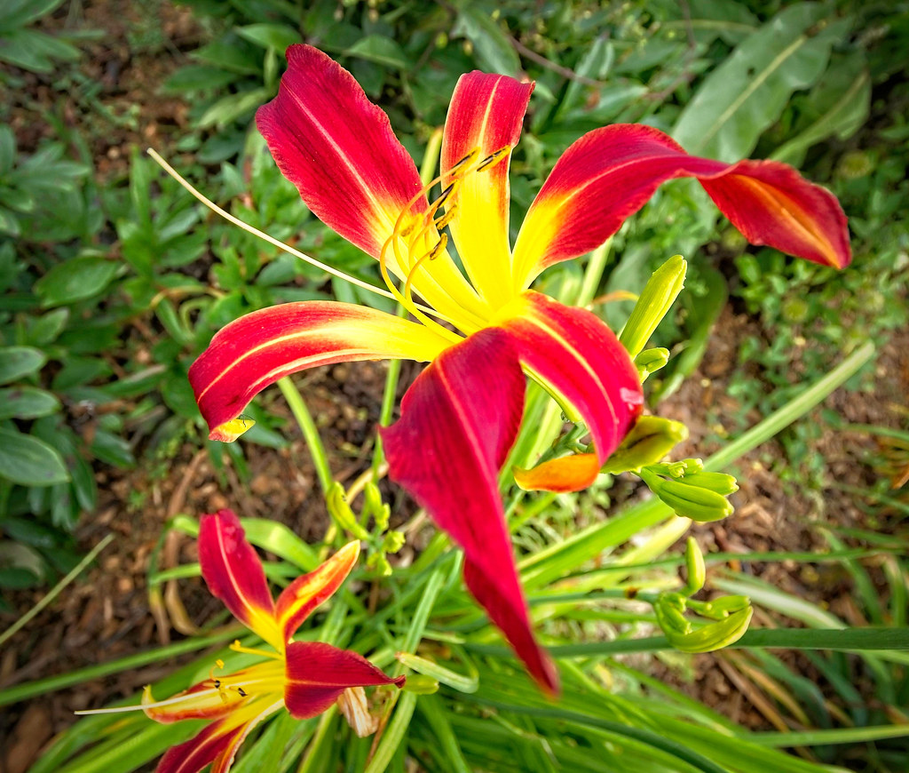 Hemerocallis 'Stoplight' 23W30 Daylily F2 Hemerocallis 'S… Flickr
