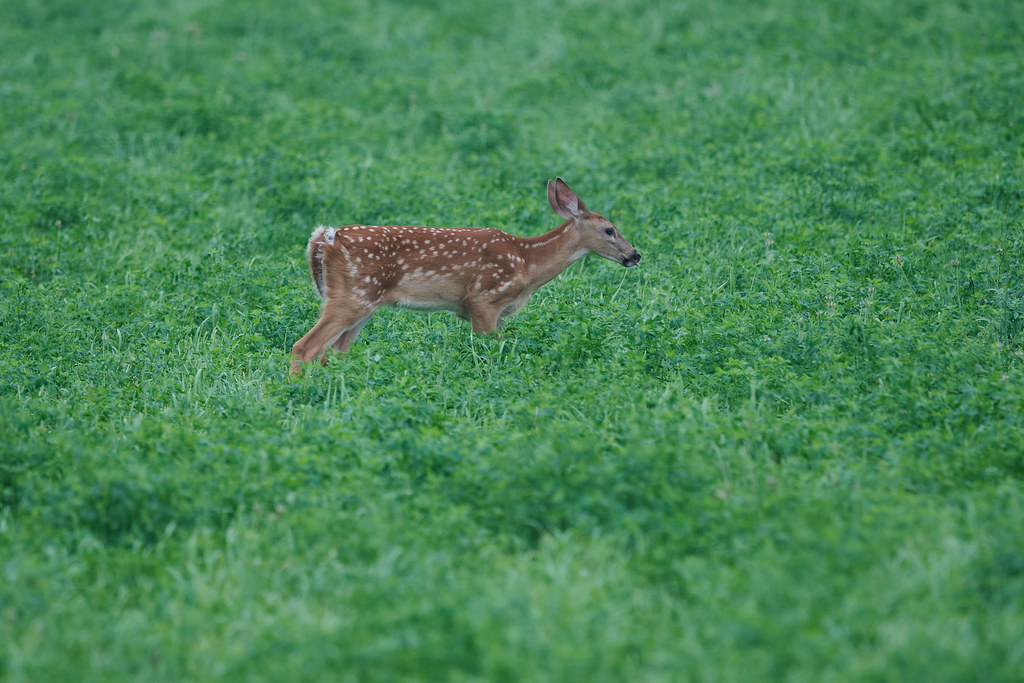 DSC_8129 Whitetailed Deer Kent Cady Flickr