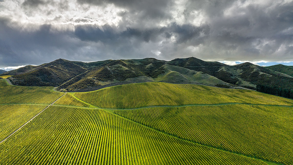 Dashwood Vineyard, South Island, New Zealand Gerhard Rasi Flickr