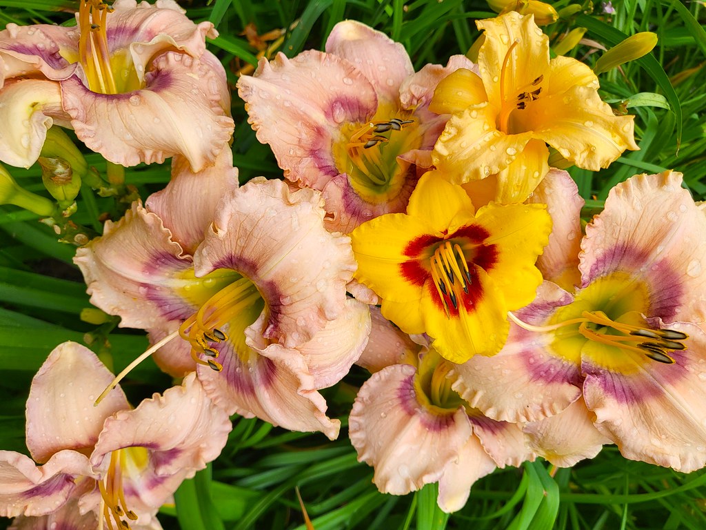 20230721_132145 Daylilies, Putney, Vermont USA Putneypics Flickr