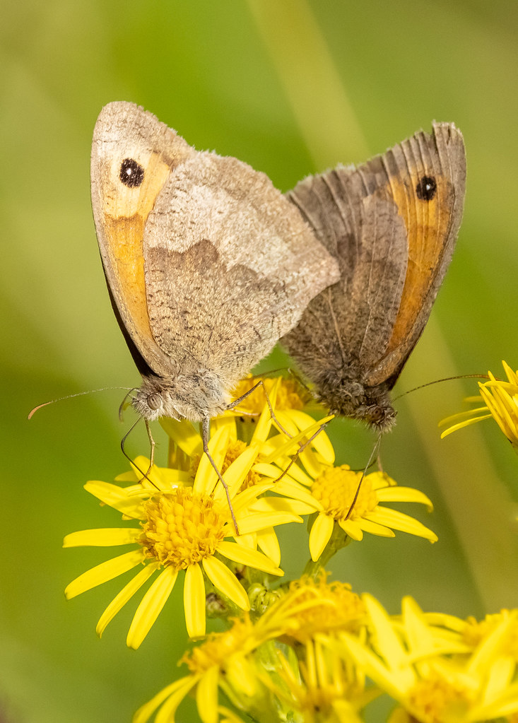 Meadow Browns on Flower (Explored) Meadow Browns at Cardow… Flickr