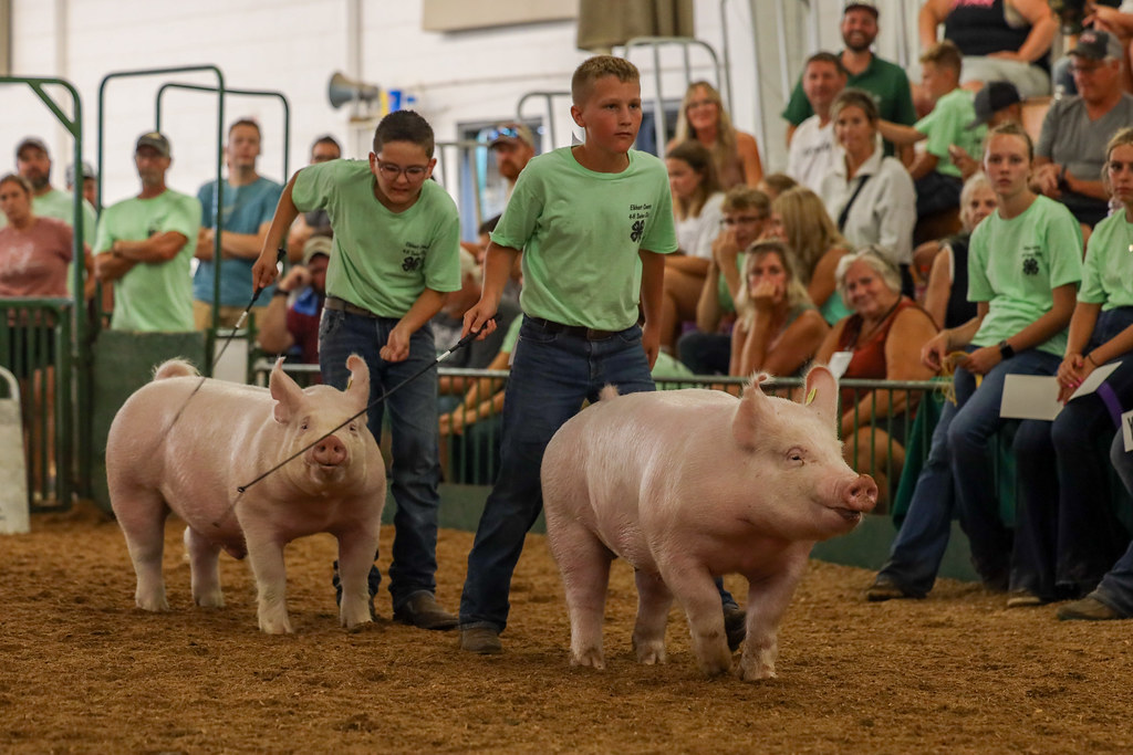 2023 4H Swine Judging Market Barrows Camera Corps Flickr