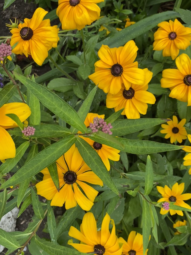 "If you tend to a flower it will bloom, no matter how many… Flickr