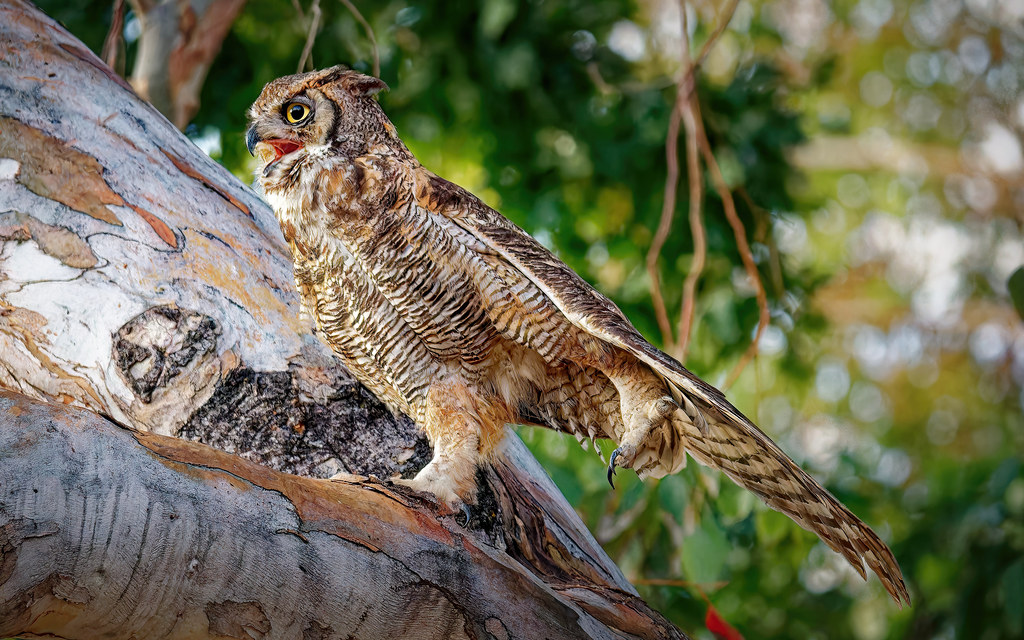 Owl Yoga This Great Horned owl was seen stretching on a eu… Flickr