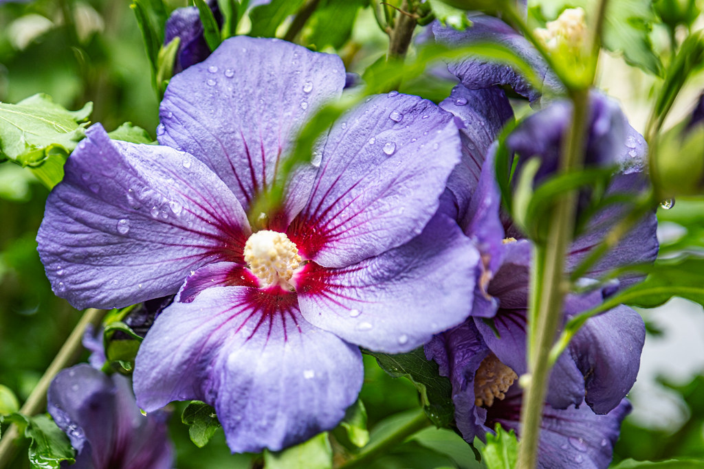 Flower. 29 July 2023, WoluweSaintLambert, Brussels, Belg… Flickr