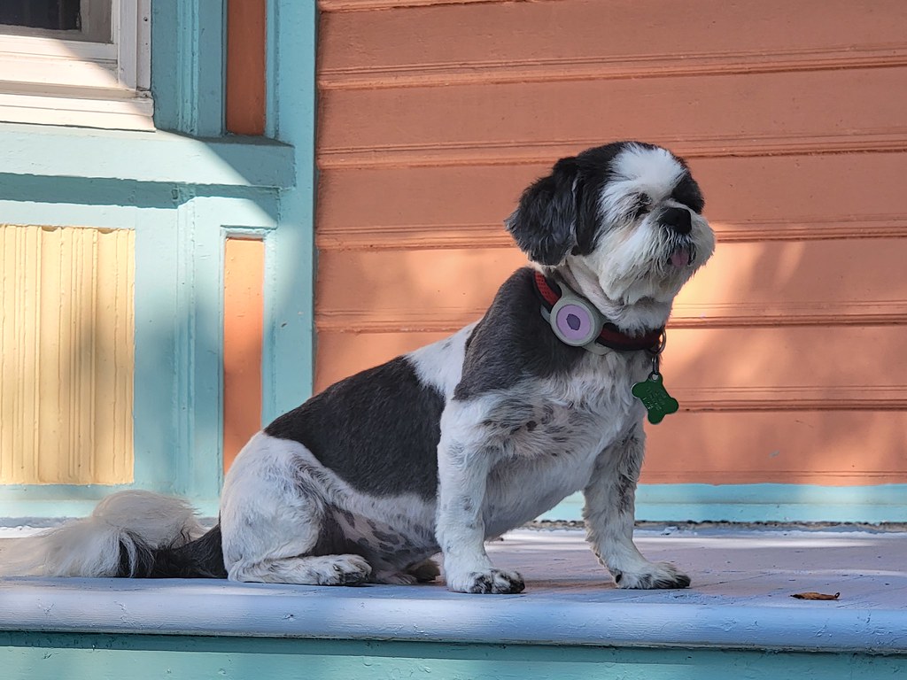 Dogs Here and There Yarmouth, NS Don Whittemore Flickr