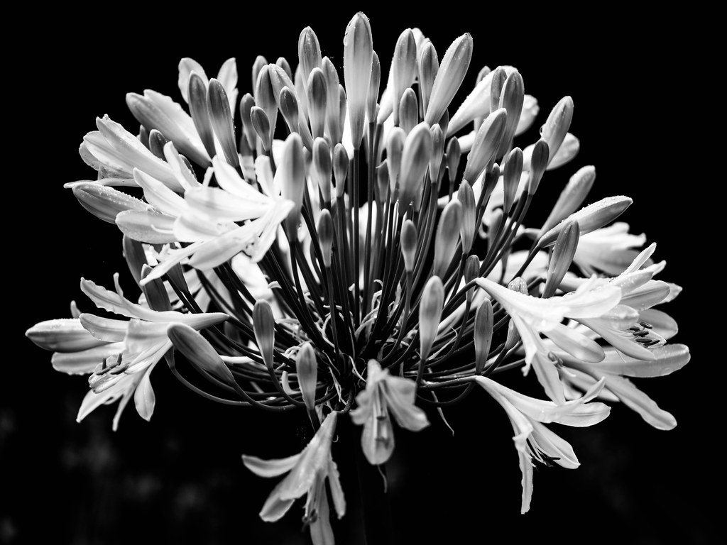 St Olave garden July 2023 D5006.jpg Peter Flickr