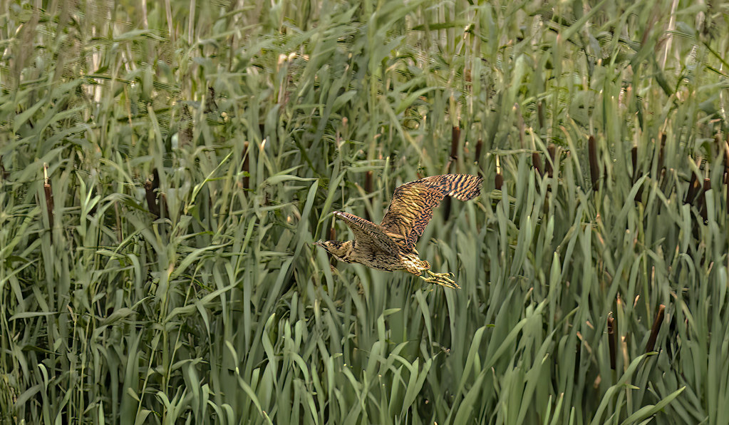 bittern flying into reed bed adrian nutter Flickr