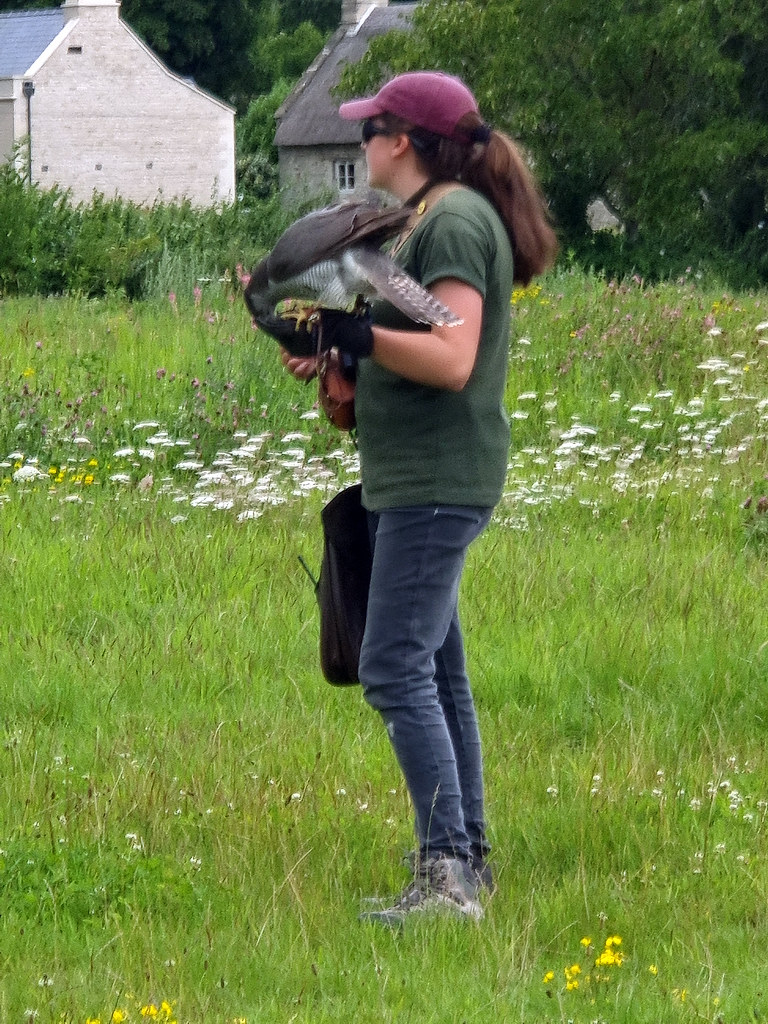 Newton St Loe Hawk Sanctuary And Farm Shop Ian Flickr