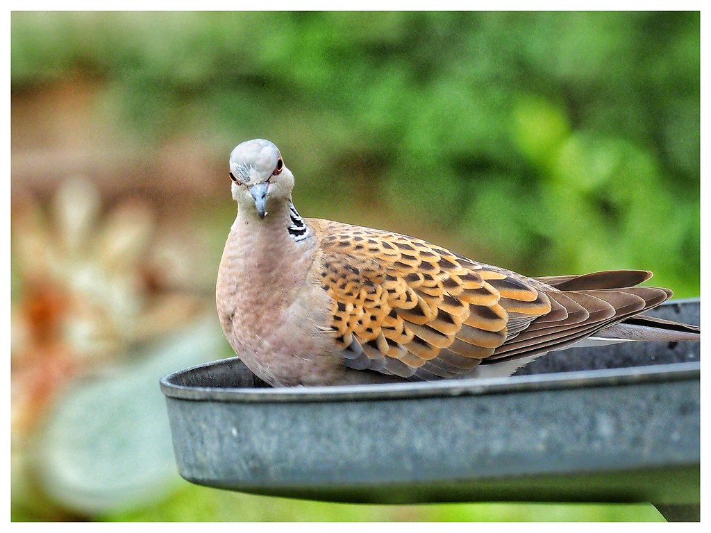 Turtle Dove on my bird feeder. John Thomas Flickr
