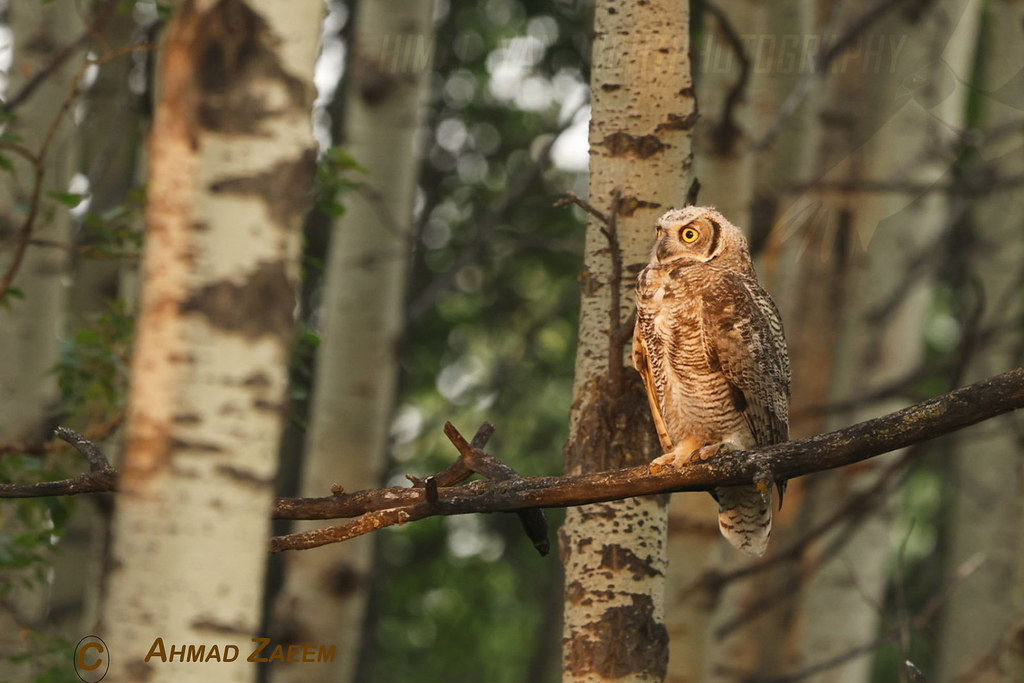 How Great Horned Owl hunts Owls hunt, by hearing sounds an… Flickr