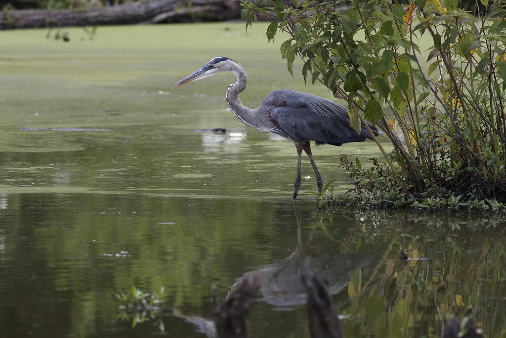_E2A7954 Blue Heron at Huntley Meadows Alexandria, Va Stephen
