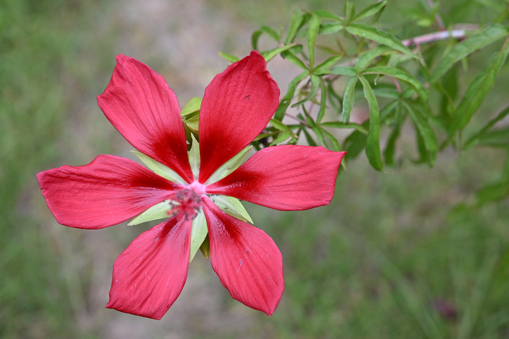 DSC_0755 Flowers Troy Rogers Flickr