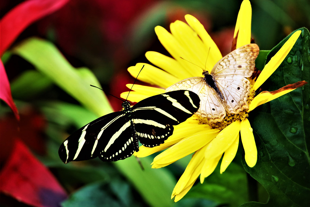 Opposites Attract Zebra Longwing Butterfly en.wikipedia.or… Flickr