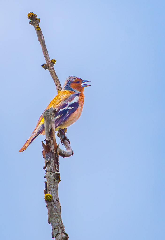 Omaha Beach. Common Chaffinch singing on snag. Normandy, F… Flickr