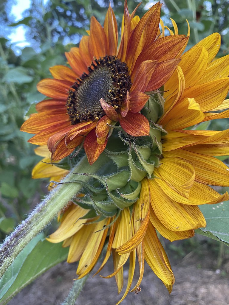 Double headed sunflower My Sunflower garden, Grant City Flickr