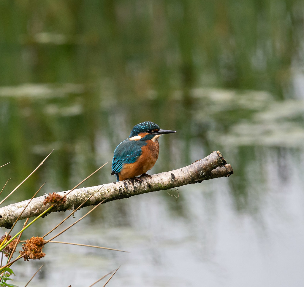 Kingfisher Alcedo Attis Enid Hoseason Flickr