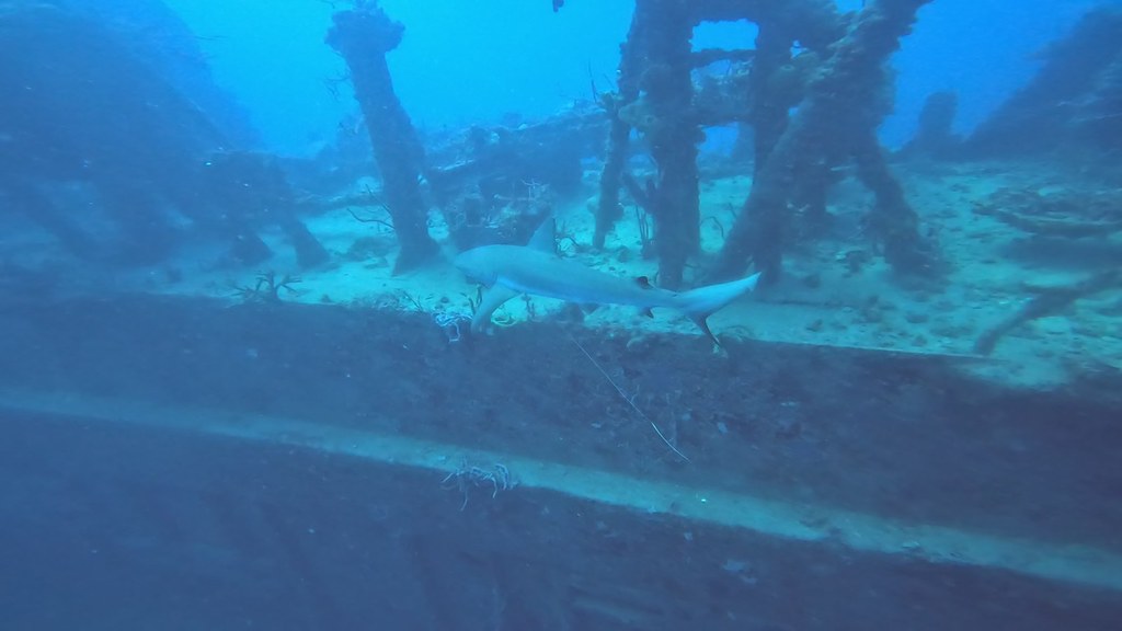 Spiegel Grove Wreck (4) frame at 0m13s divewithsharkkey… Flickr
