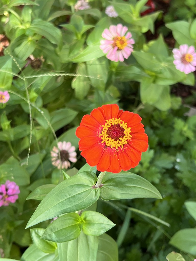 Zinnia's surviving the hot weather Kenny Underwood Flickr