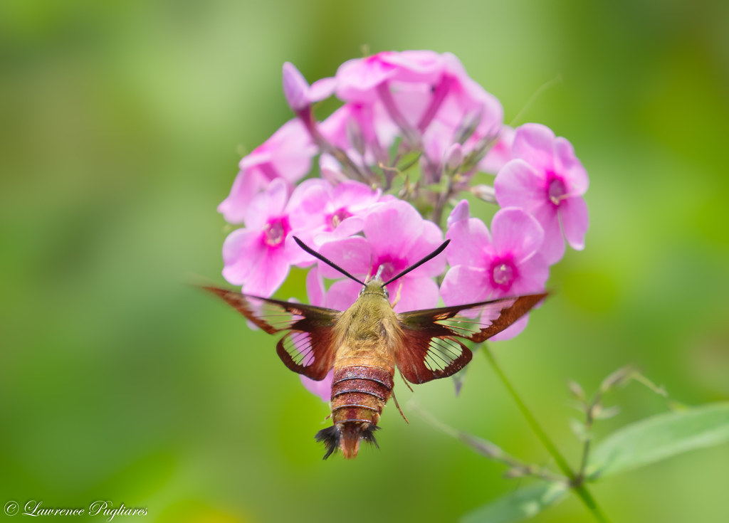 Hummingbird clearwing moth New Jersey Botanical Gardens Flickr