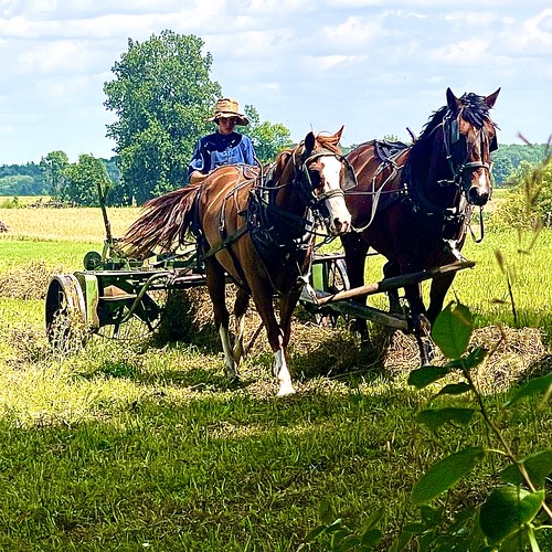 Working Amish Raking hay in Heuvelton, New York william brabant