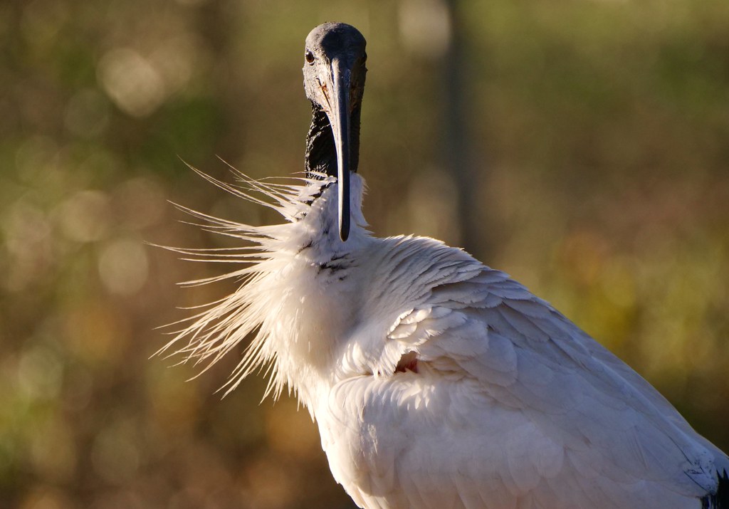 I, Ibis... Commonly called "Bin Chicken" because it tends … Flickr