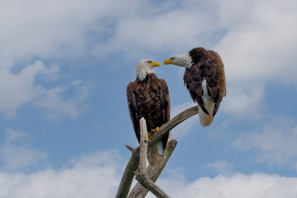 Bald Eagle Banter Montezuma National Wildlife Refuge Tony Solpietro