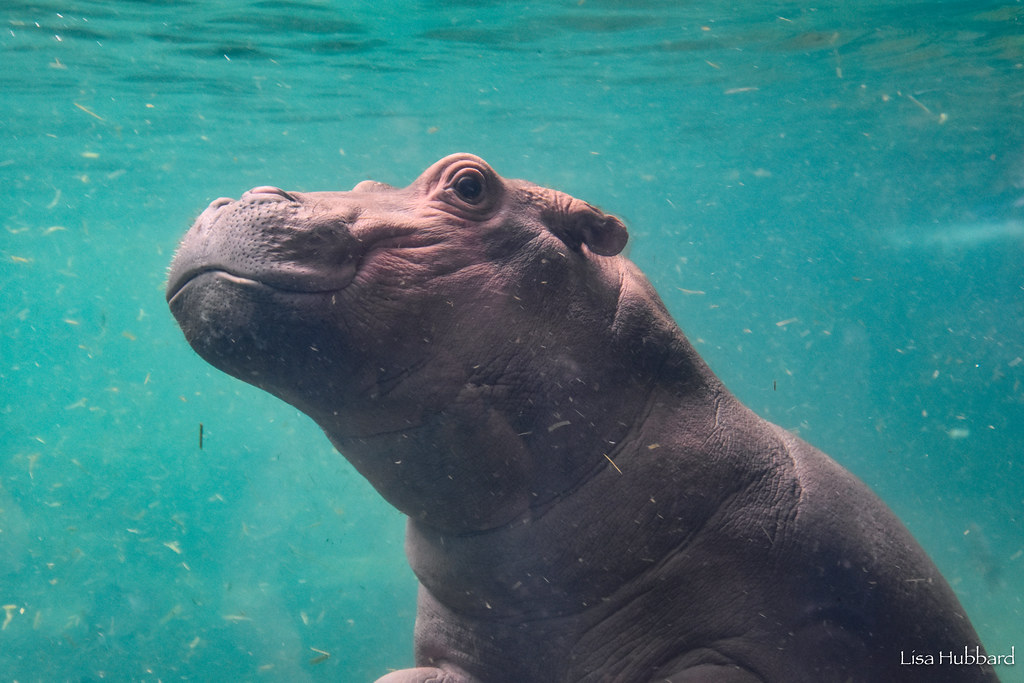 DSC_0453.jpg Lisa Hubbard Flickr