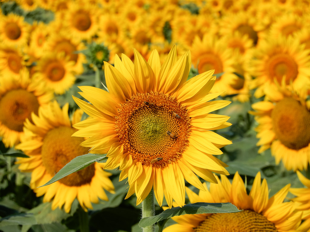 Grinter Farms Sunflowers Leavenworth County, KS Dblackwood Flickr