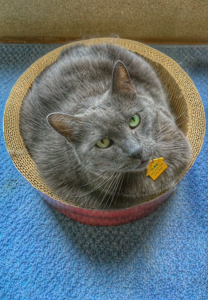 Yuba Overflows a Cat Bed Yuba in a round cat bed in Yubari… Flickr