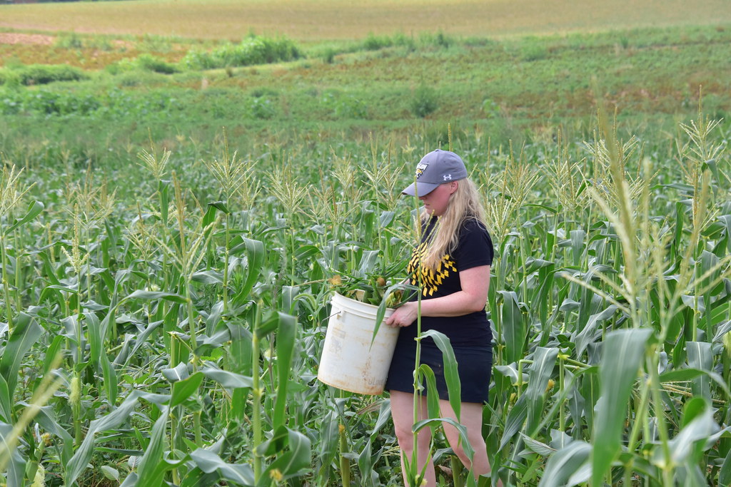 First_Fruits_Farm_8_5_2023(275) Towson University Alumni Flickr