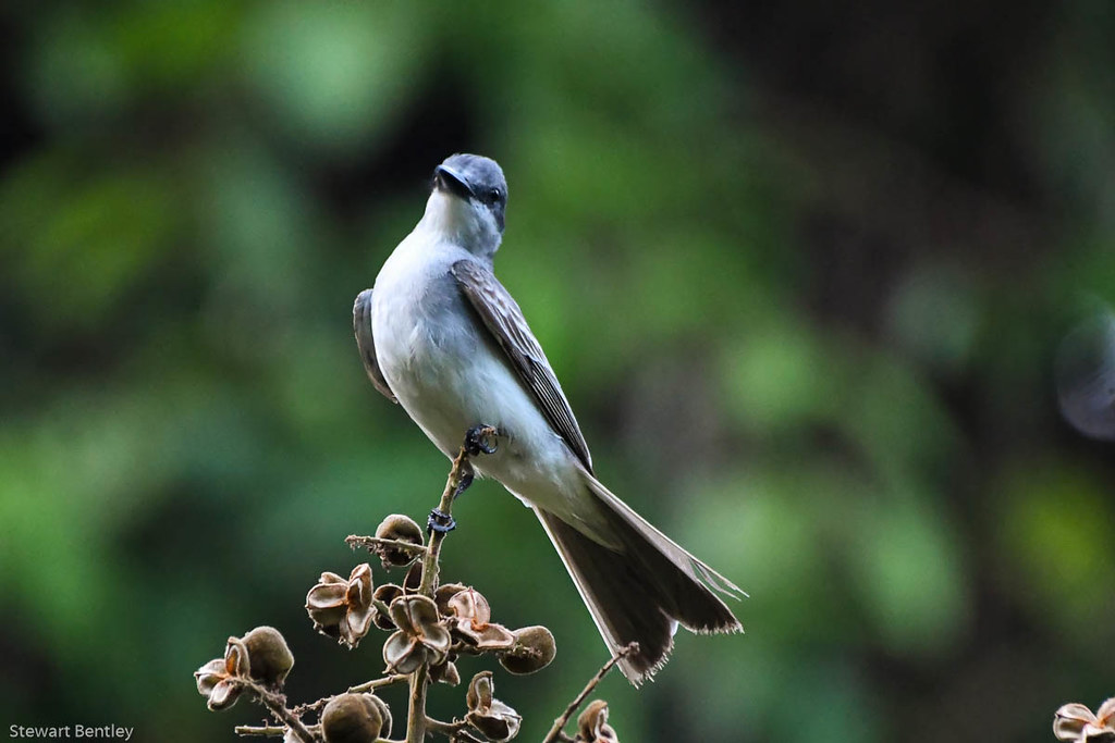 GRAY KINGBIRD In the fruiting tree which attracted many bi… Stewart