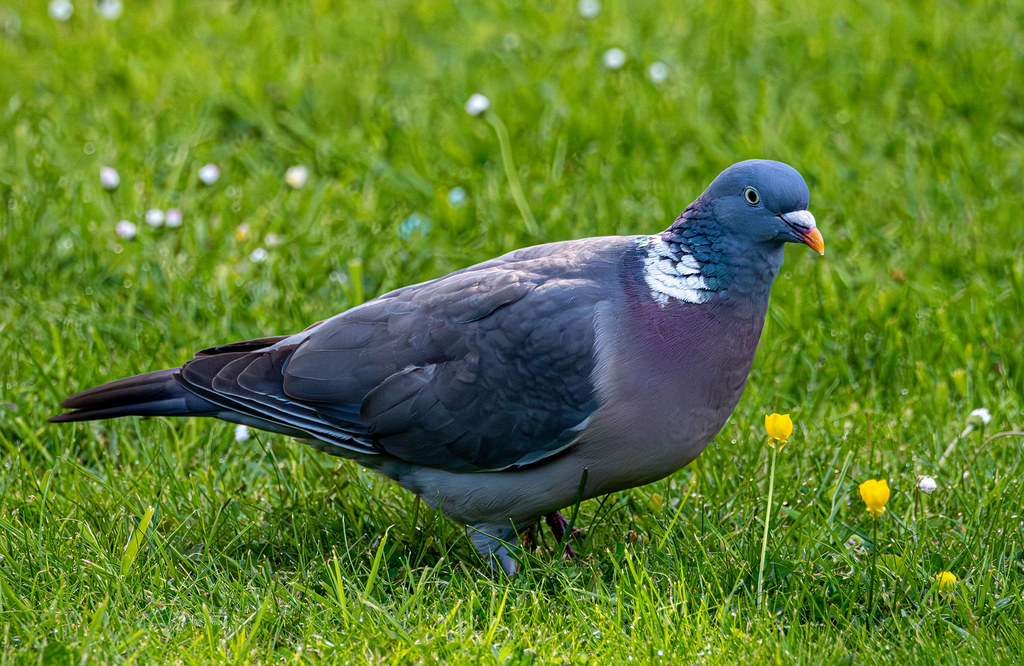 A Pidgeon Exploring Our Garden. Chudleigh, Devon. Chris Bayley Flickr