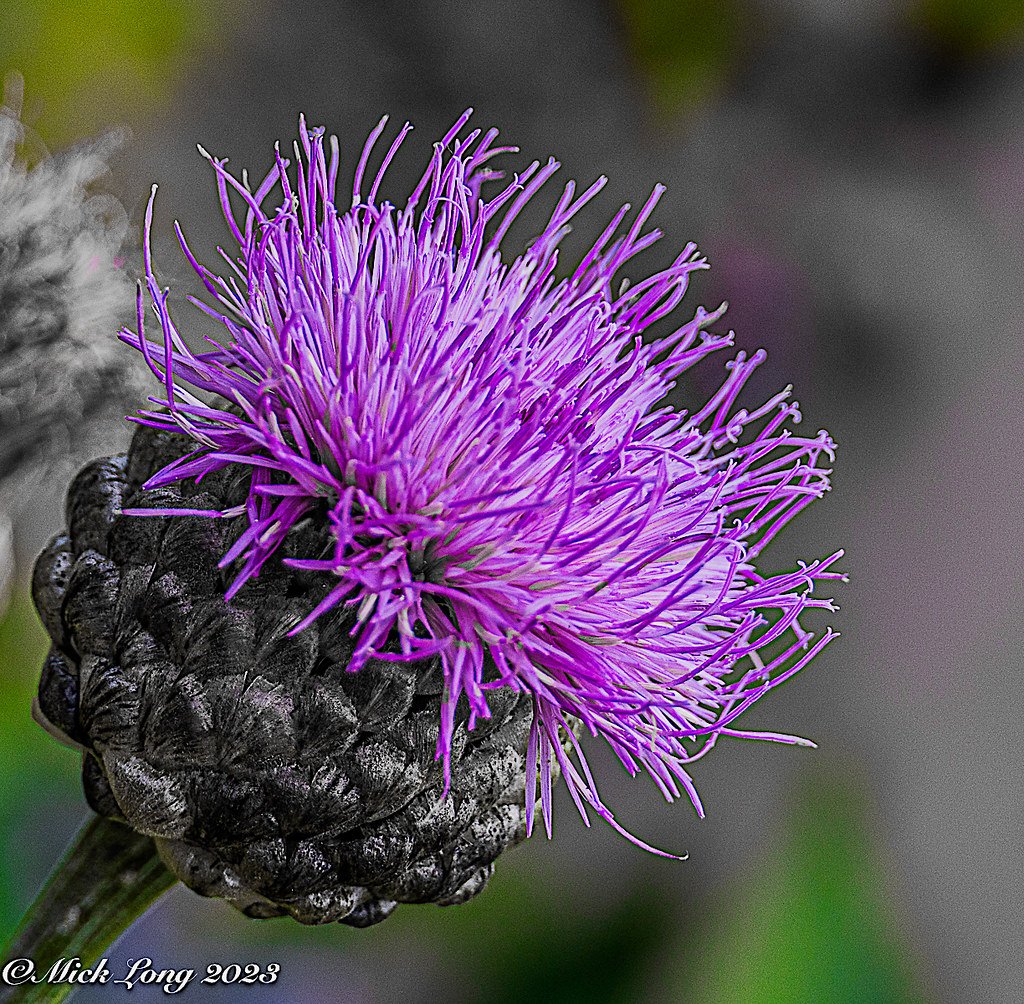 THISTLE DO ! The Robert Burns Memorial Garden in Alloway MICK LONG