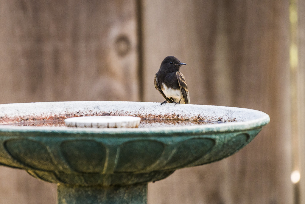 Black Phoebe at my backyard birdbath Visalia, Ca. Flickr