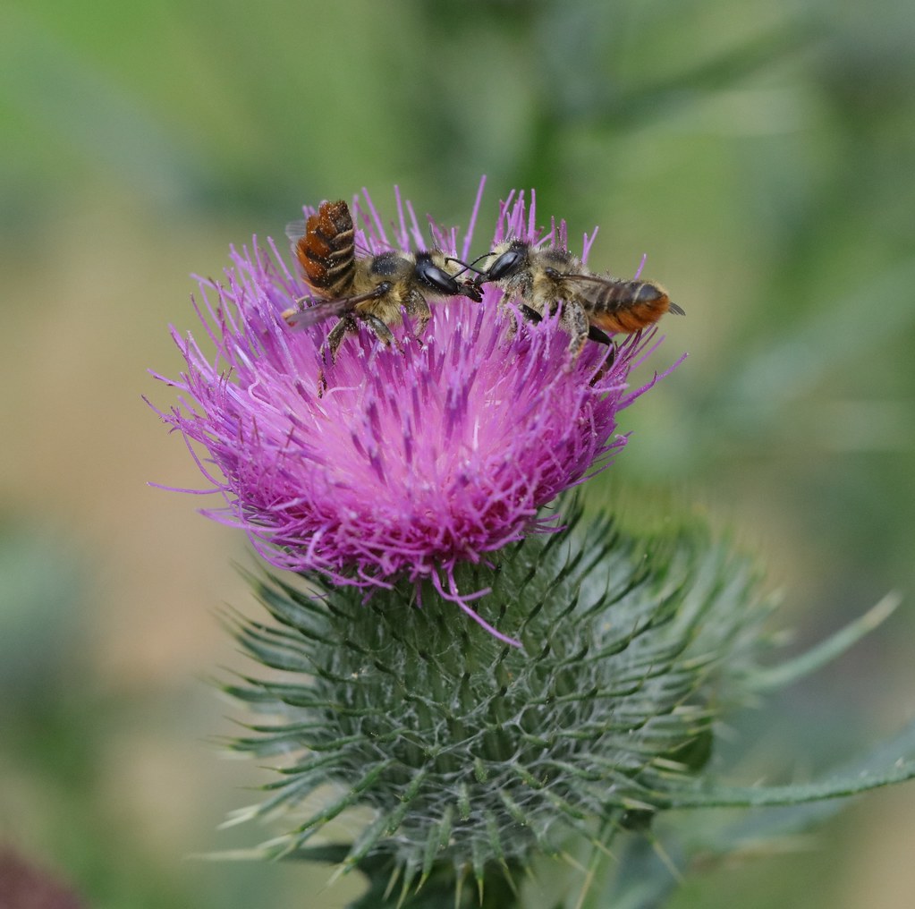 Bees, Garden Bay, BC Canada, August 2023 Nigel Horsley Flickr