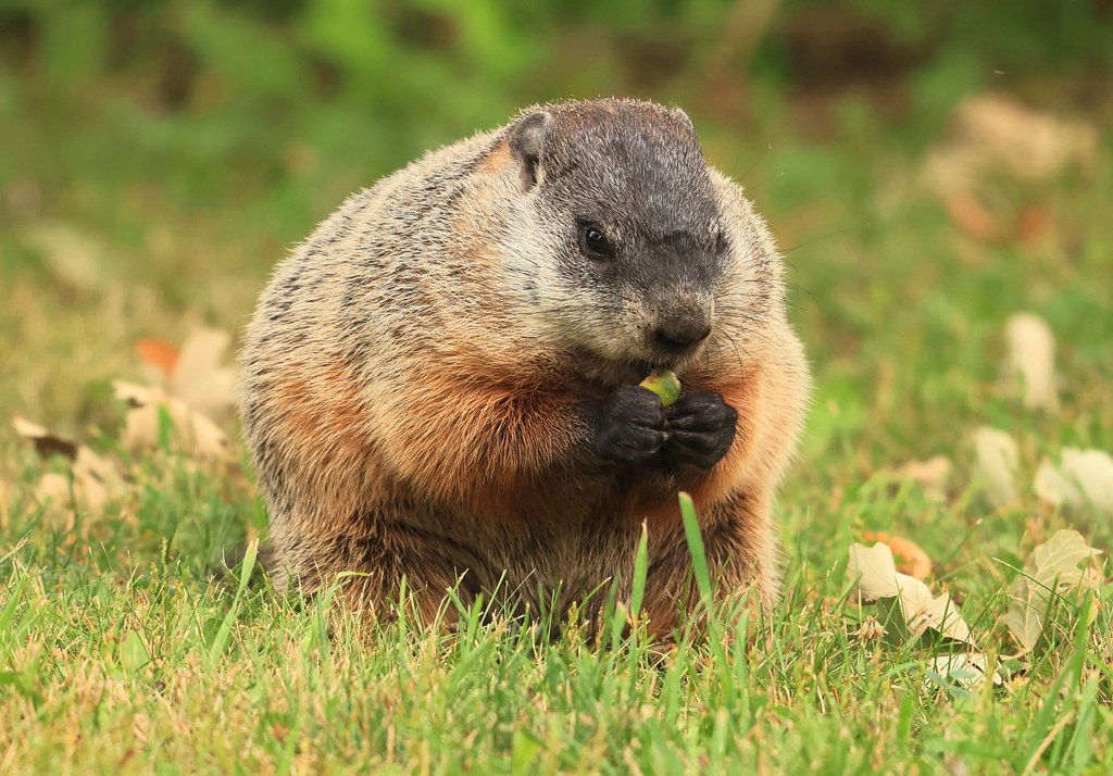 woodchuck eating bur oak acorns at Vernon Springs IA 116A2… Flickr