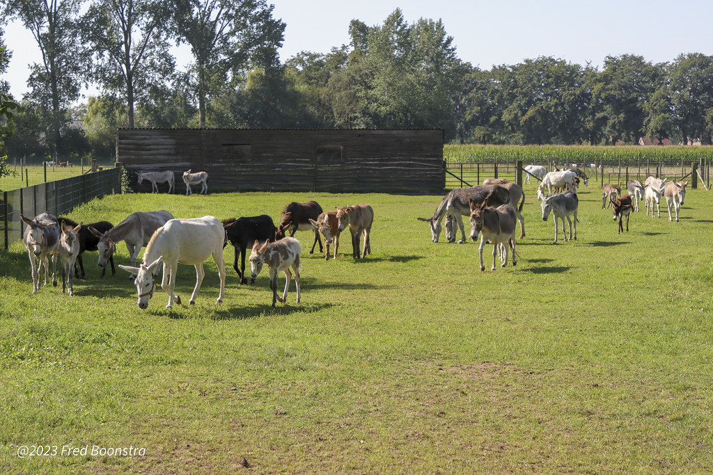 Ezelstal bij De Mettemaat Boerderij de Mette… Flickr