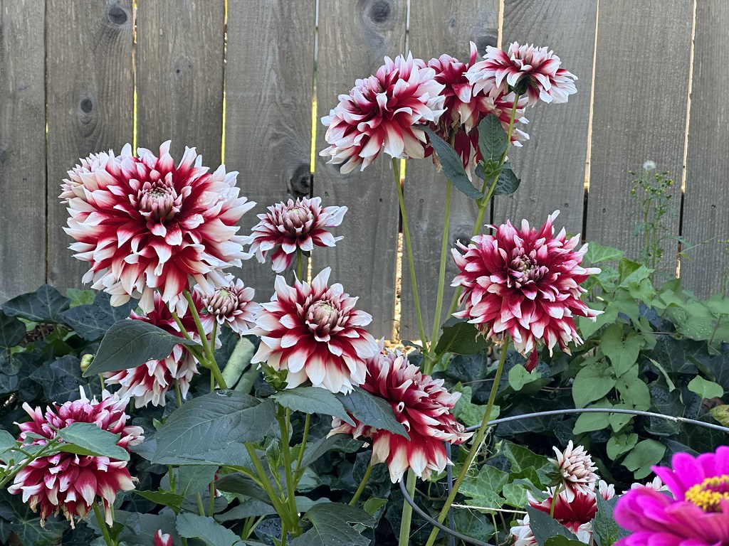 Flowers The Garden Thomas Eaton Flickr