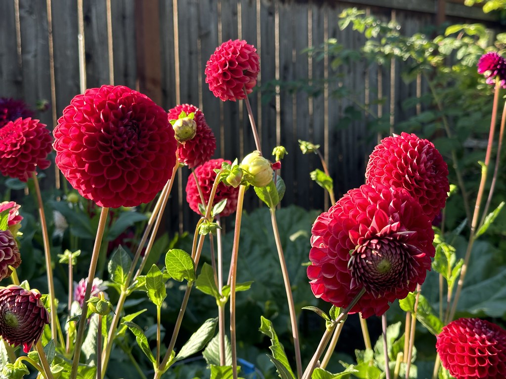 Flowers The Garden Thomas Eaton Flickr