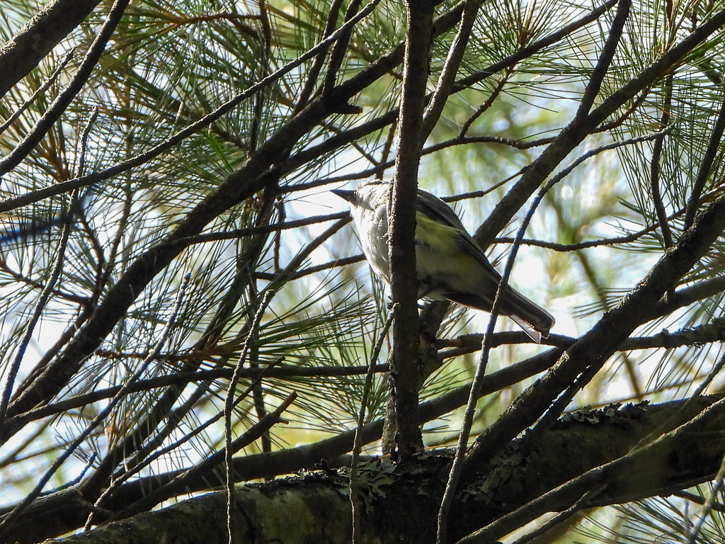 Vireonidae Blueheaded Vireo, Sanctuary, Wilber Township, … Flickr