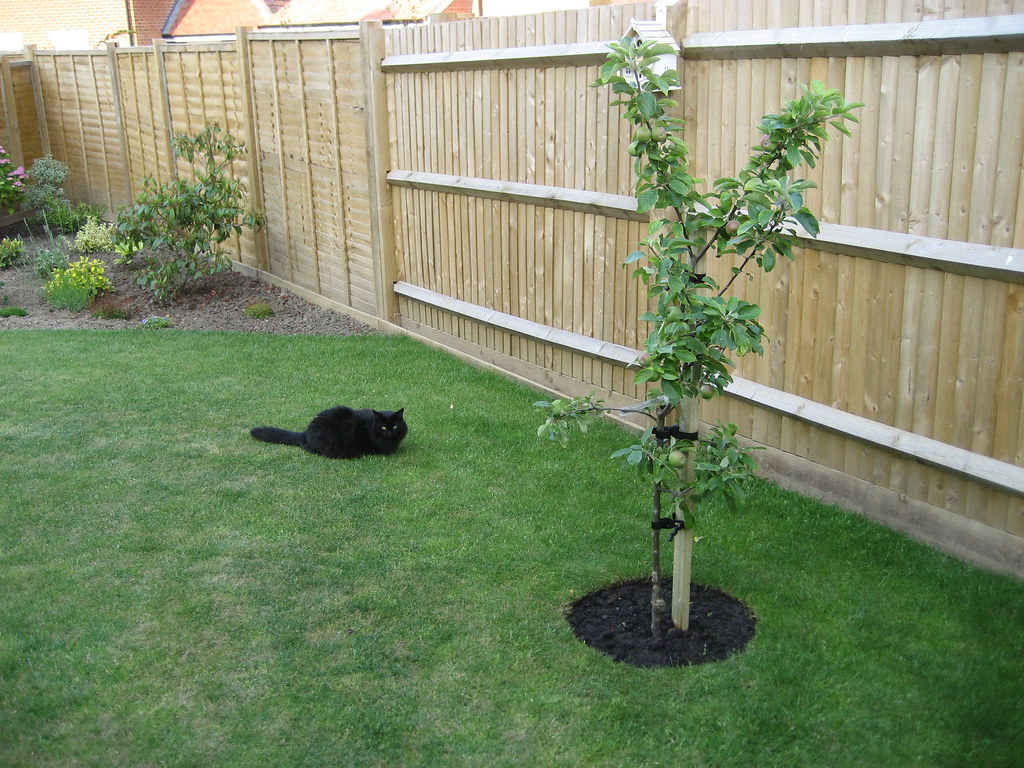 Apple Tree inspection July 2013 Richard81MY Flickr
