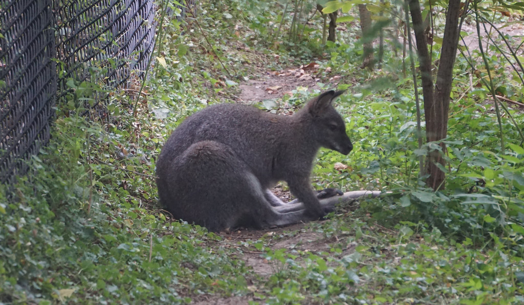 Wallaby...... "Tie me kangeroo down, sport." There's a… Flickr