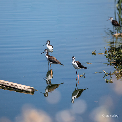 Hornsby Bend Bird Observatory Jac Malloy Flickr