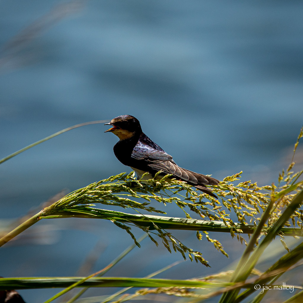 Hornsby Bend Bird Observatory Jac Malloy Flickr