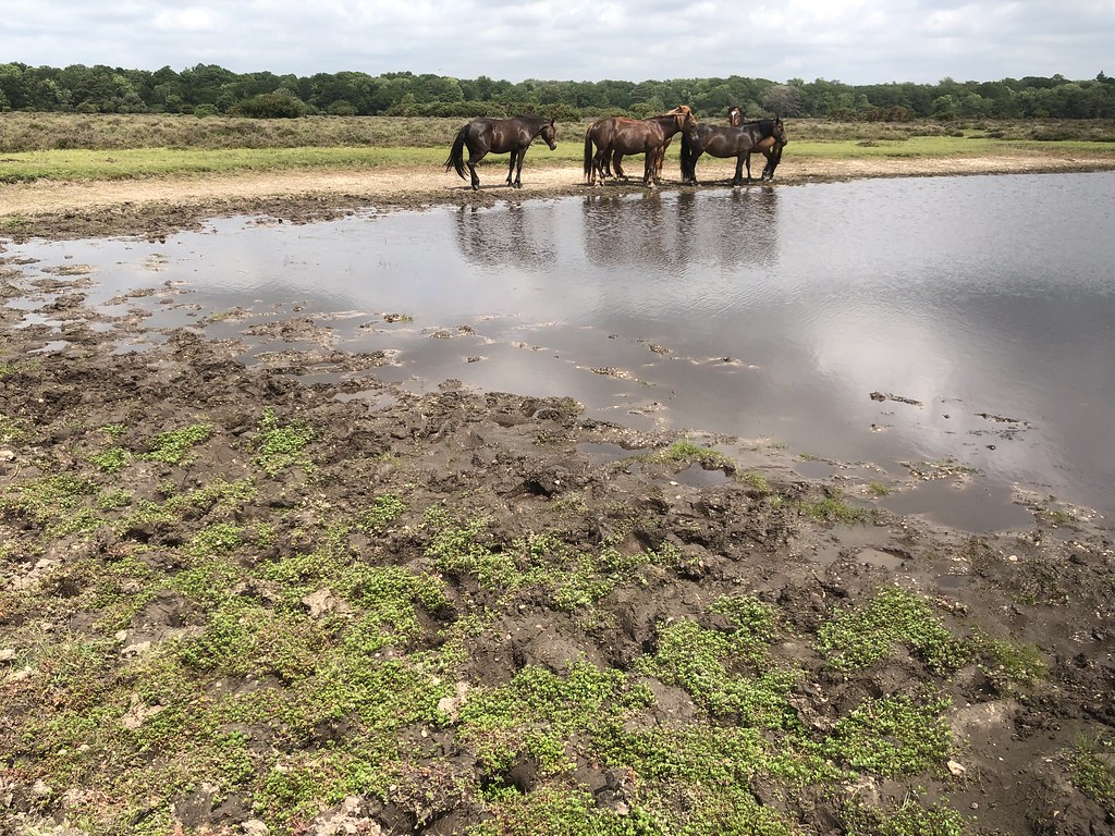 Pond with ponies and purslanes Jon Agar Flickr