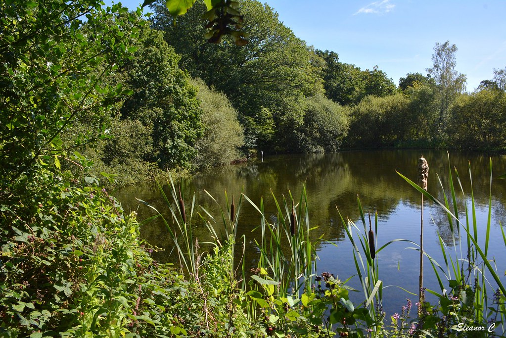 Bulrushes by the Pond Taken at Little Common Stanmore. Hav… Flickr