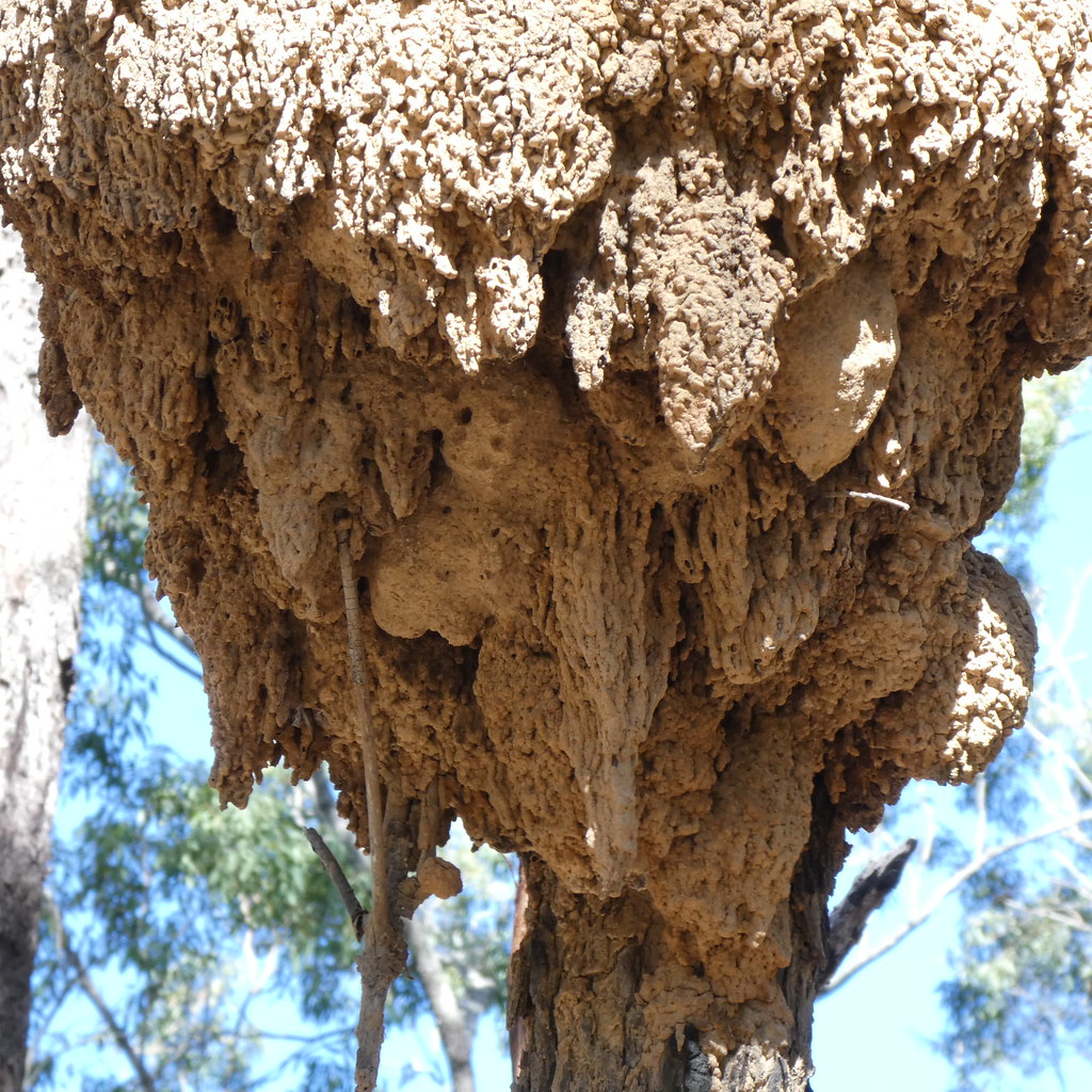 Termite nest on an ironbark Spring Mountain Conservation P… Flickr