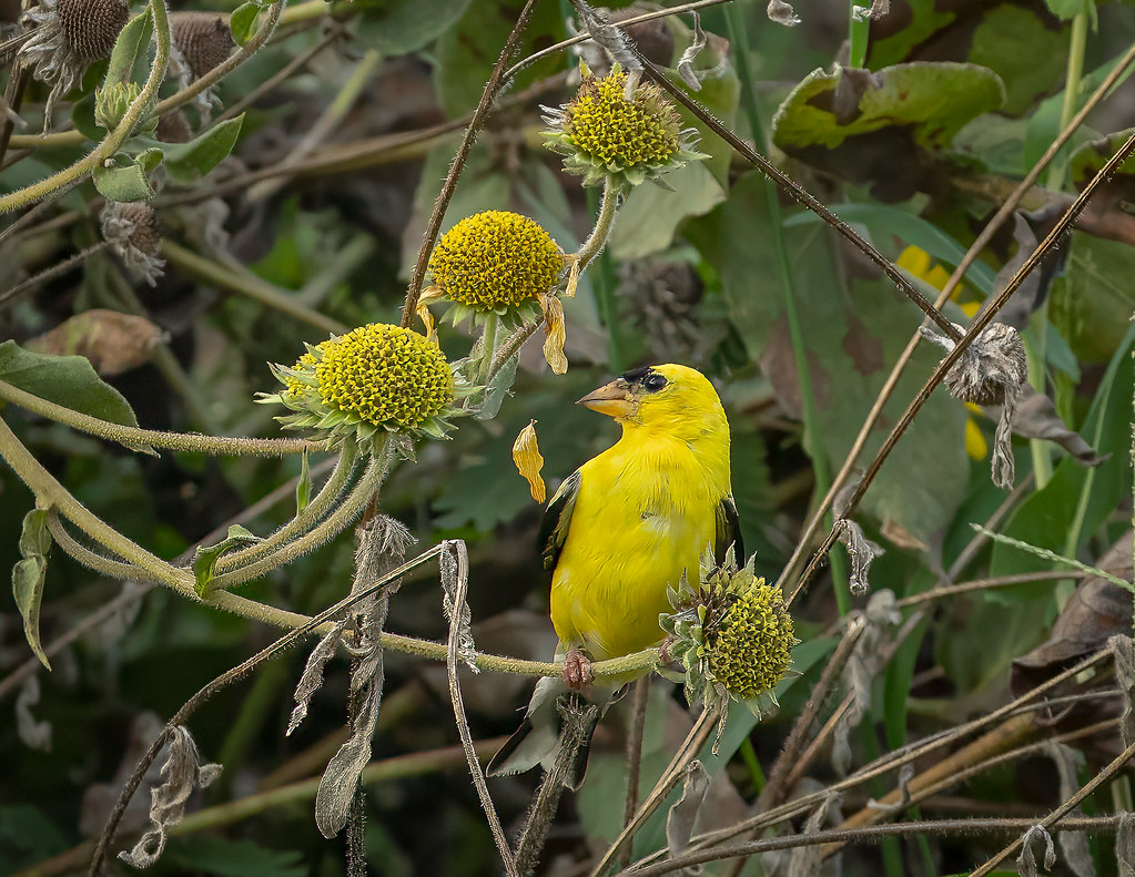 _G1A3479Edit.jpg Roger Lewellen Flickr