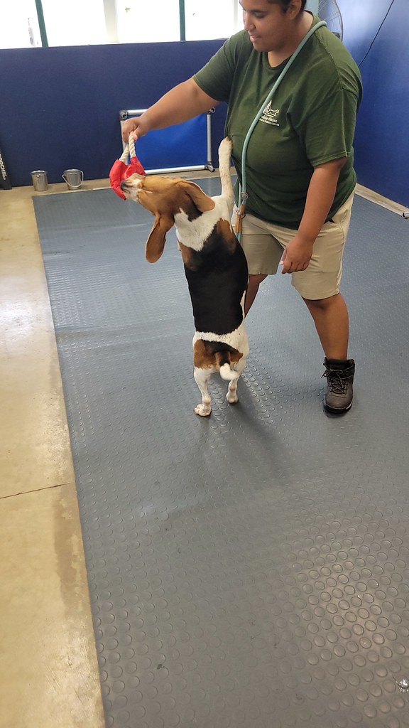 20230814_120021 Holiday House Pet Resort and Training Center Flickr